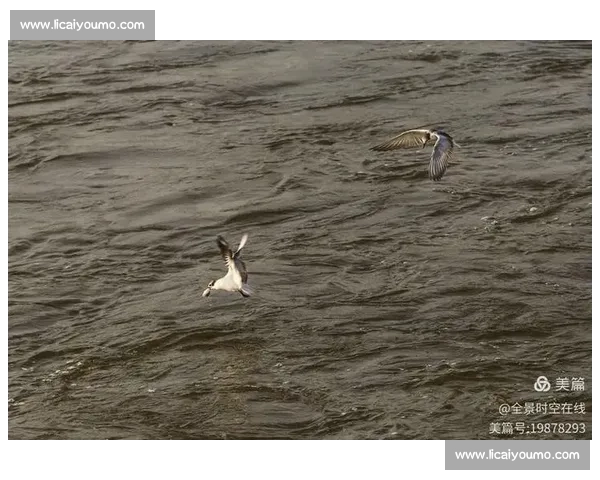 离队在即风云再起主力去留牵动球队未来走向全景观察深度解析前景